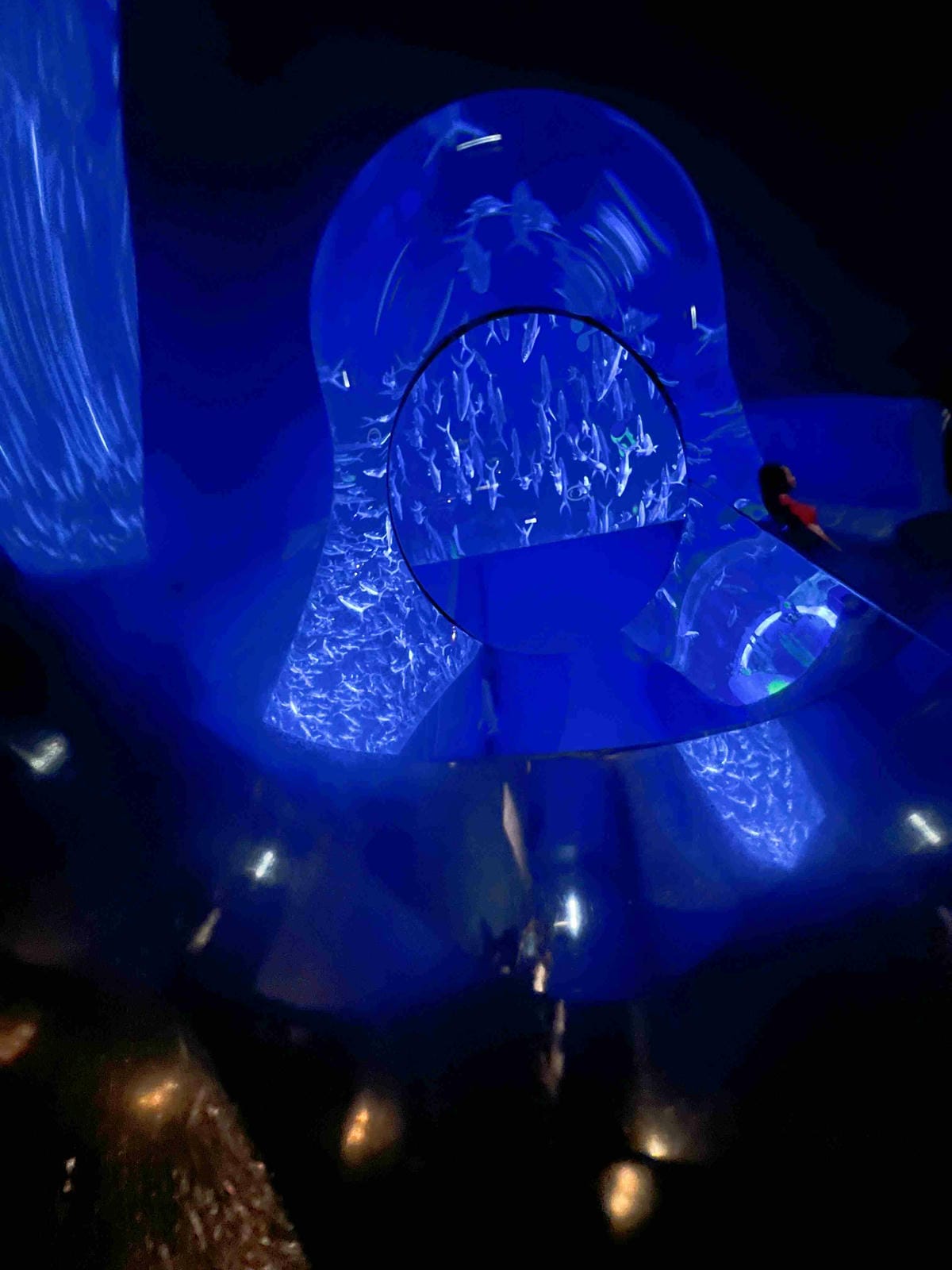 香港海洋公園 (44).jpg 香港海洋公園 (44).jpg