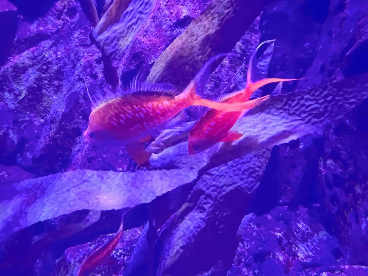 香港海洋公園 (33).jpg 香港海洋公園 (33).jpg