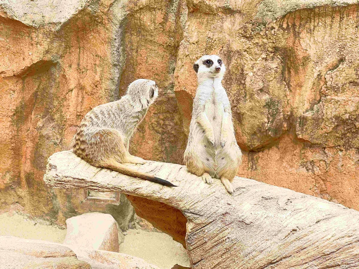 香港海洋公園 (116).jpg 香港海洋公園 (116).jpg