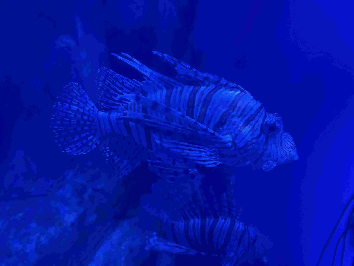 香港海洋公園 (26).jpg 香港海洋公園 (26).jpg