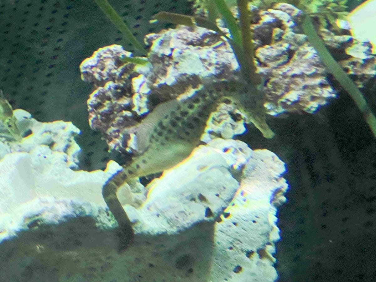 香港海洋公園 (37).jpg 香港海洋公園 (37).jpg