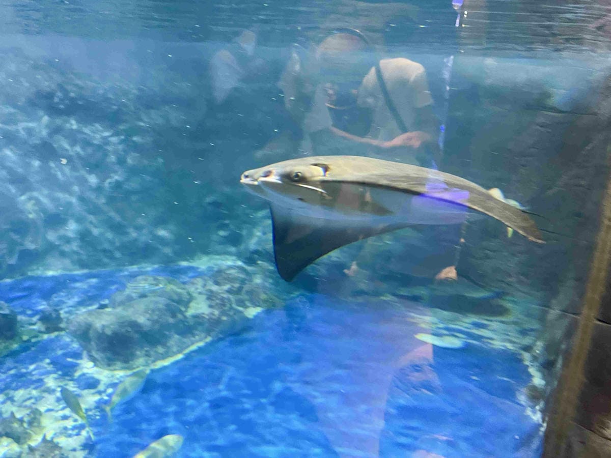 香港海洋公園 (24).jpg 香港海洋公園 (24).jpg