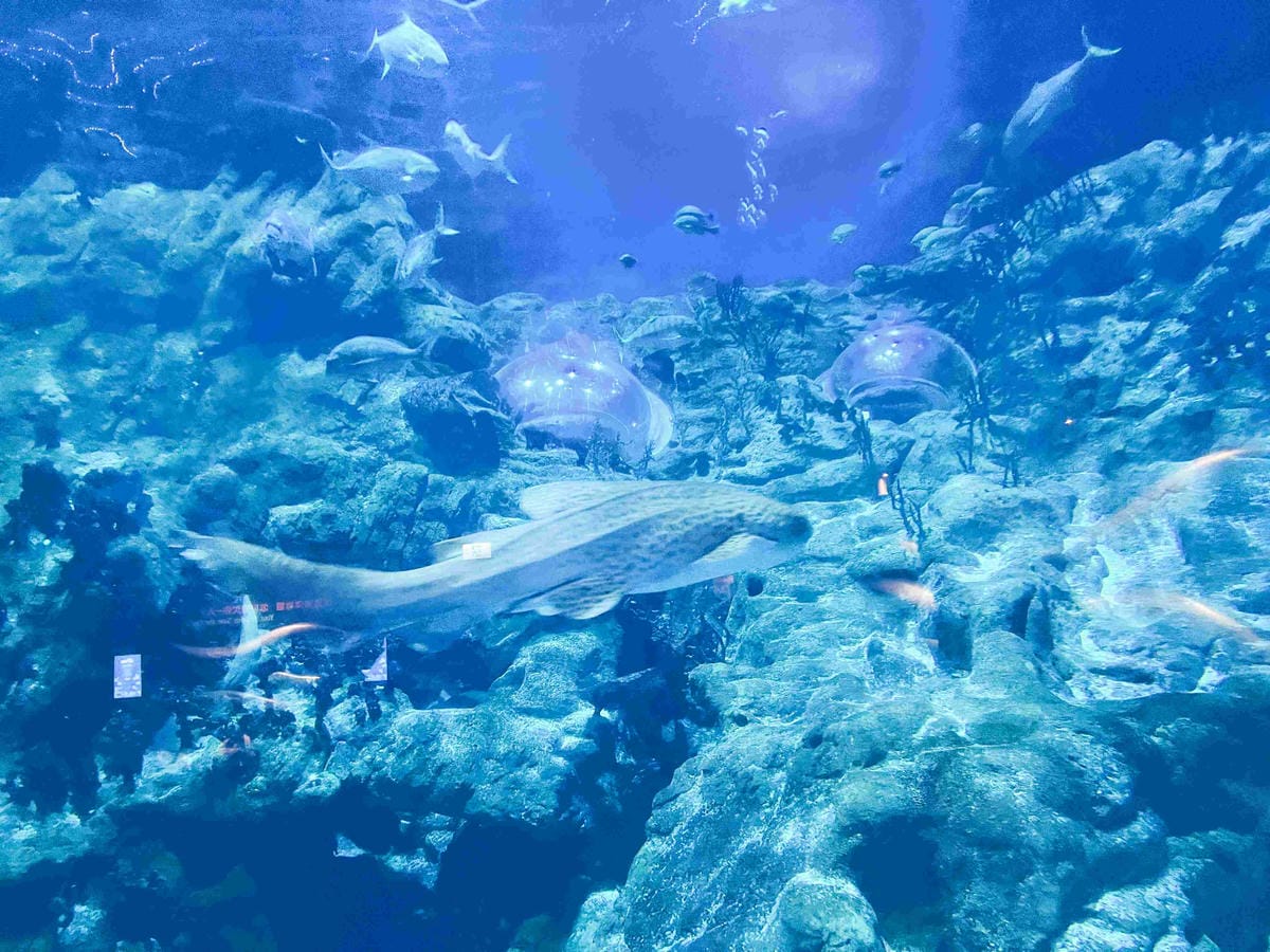 香港海洋公園 (55).jpg 香港海洋公園 (55).jpg
