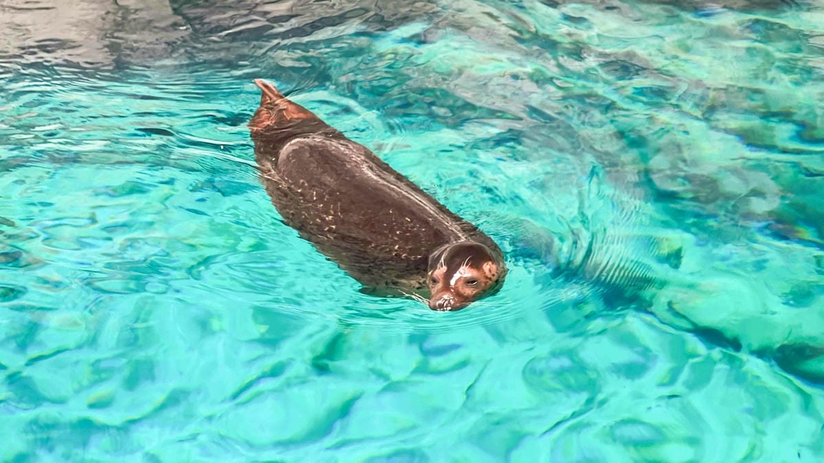 香港海洋公園 (172).jpg 香港海洋公園 (172).jpg