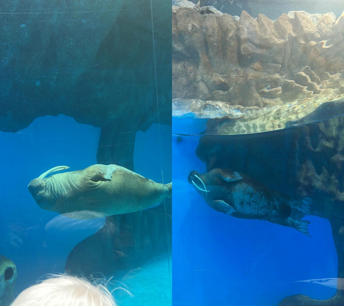 香港海洋公園 (183).jpg 香港海洋公園 (183).jpg