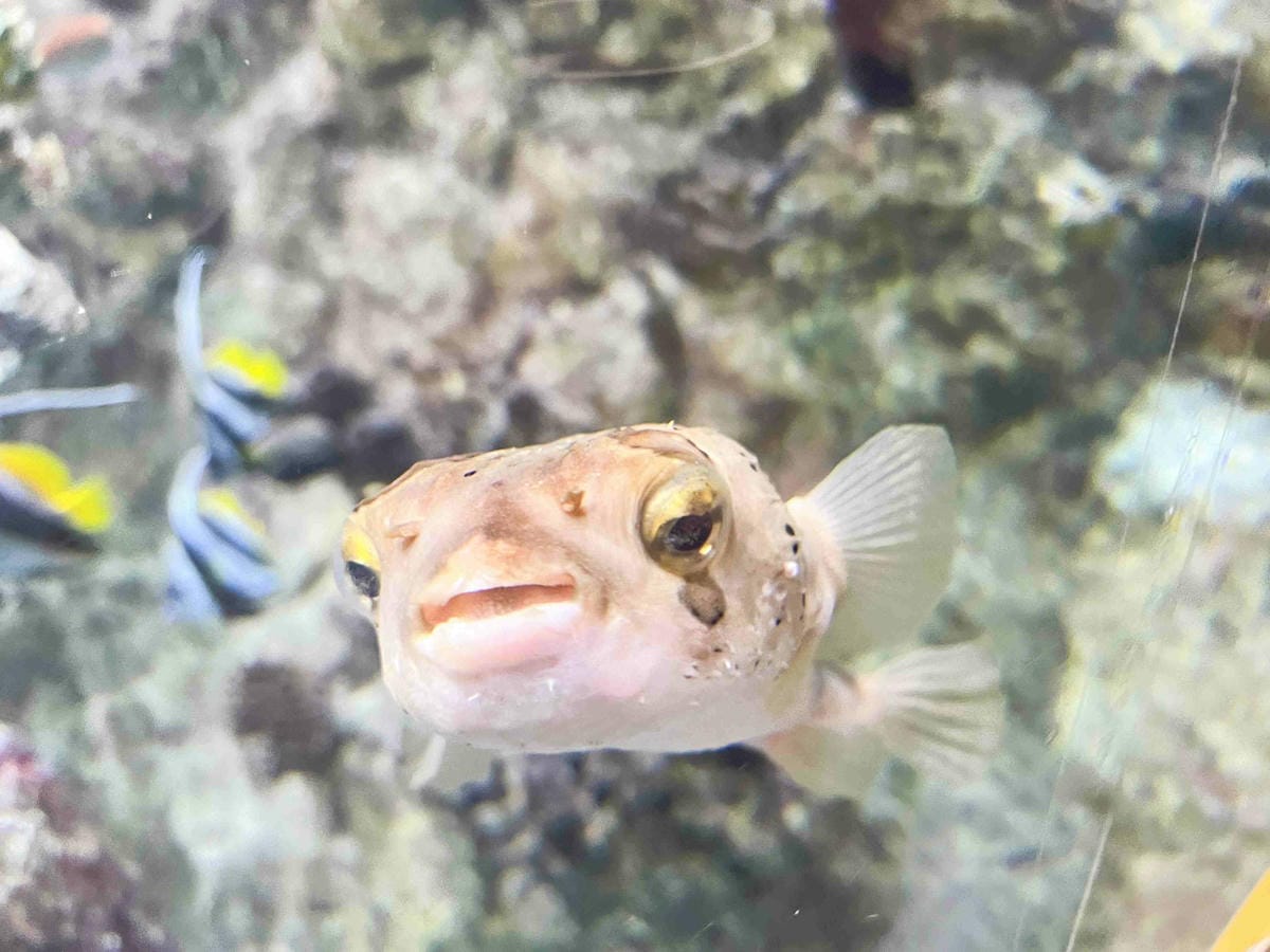 香港海洋公園 (21).jpg 香港海洋公園 (21).jpg