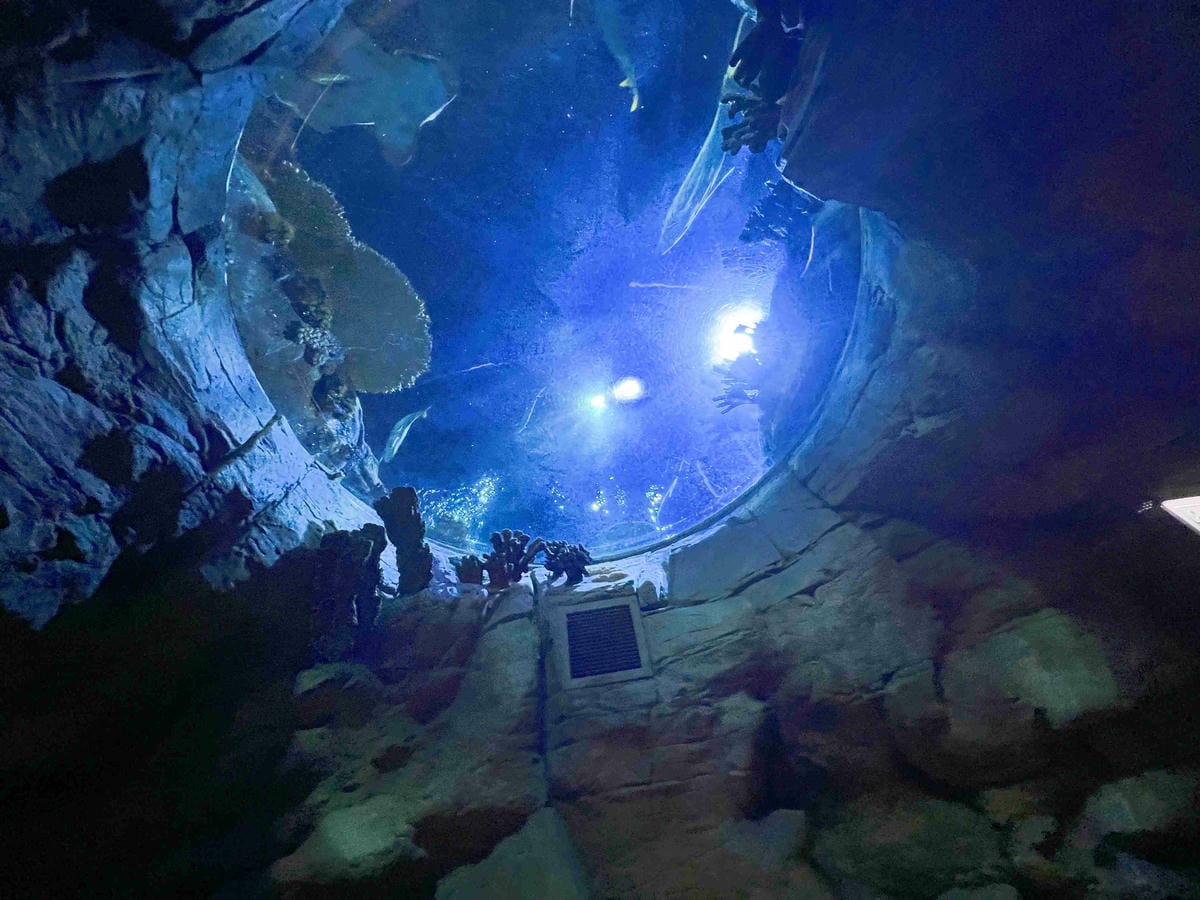 香港海洋公園 (51).jpg 香港海洋公園 (51).jpg