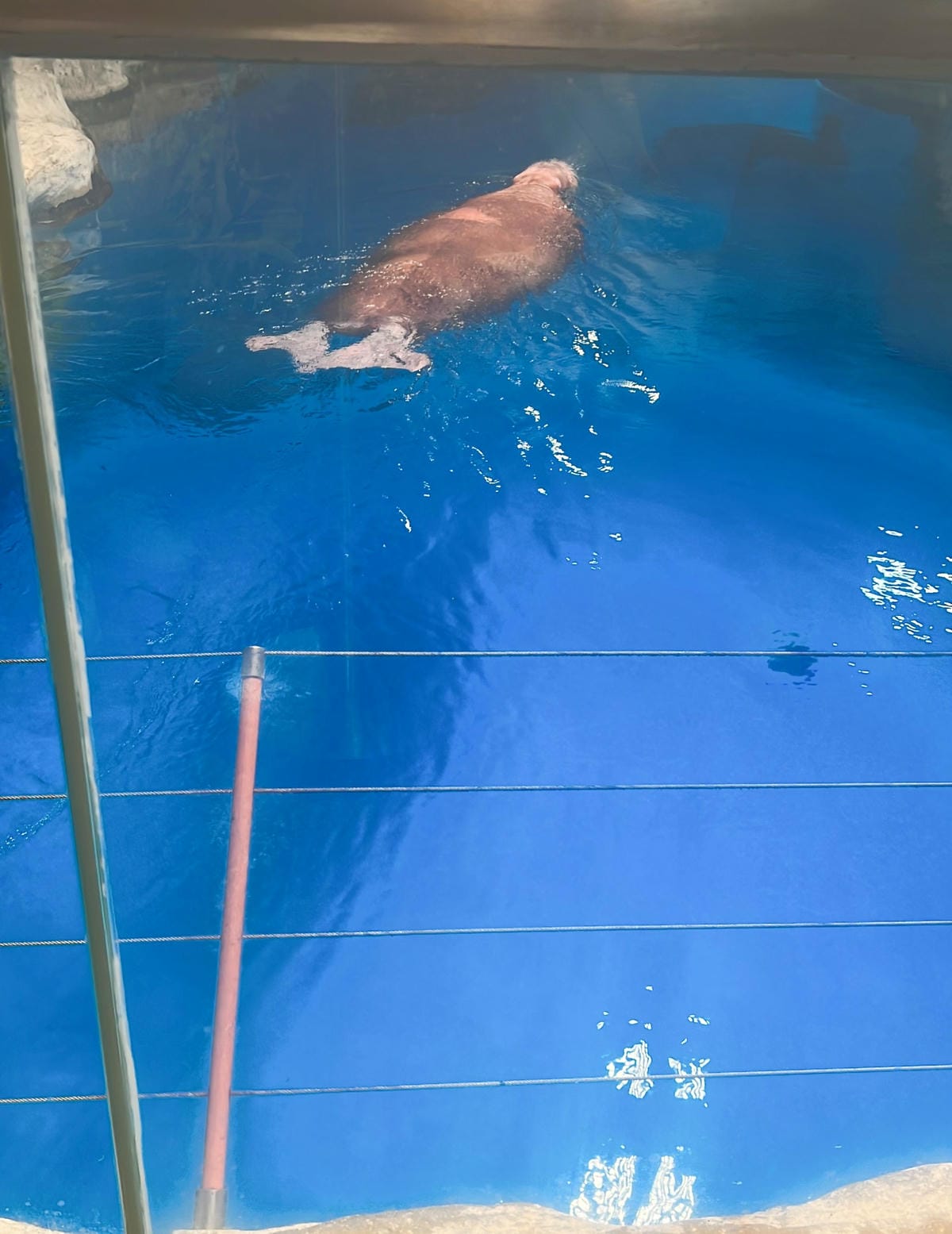 香港海洋公園 (175).jpg 香港海洋公園 (175).jpg