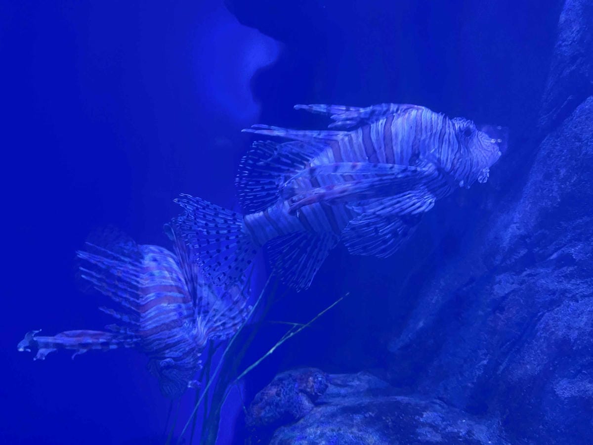 香港海洋公園 (27).jpg 香港海洋公園 (27).jpg