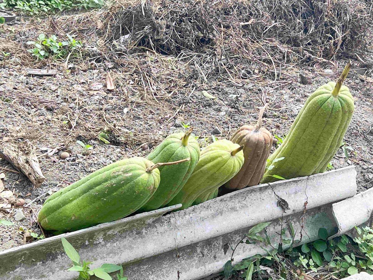 苗栗景點推薦獅潭仙草、後角烘培手作、幸福鐘樓、鐘樓古道、有機書店、獅生活減塑概念館、新店仙草、蜂蜜屋、獅潭教會、楓樹伯公廟、豬皮伯公廟、神秘小徑 (56).jpg 苗栗景點推薦獅潭仙草、後角烘培手作、幸福鐘樓、鐘樓古道、有機書店、獅生活減塑概念館、新店仙草、蜂蜜屋、獅潭教會、楓樹伯公廟、豬皮伯公廟、神秘小徑 (56).jpg