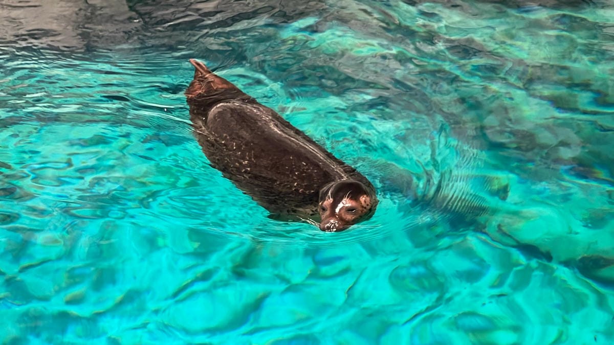 WORLD KING-中港澳 ESIM (54).jpg WORLD KING-中港澳 ESIM (54).jpg