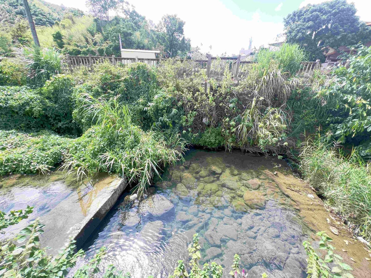 苗栗景點推薦獅潭仙草、後角烘培手作、幸福鐘樓、鐘樓古道、有機書店、獅生活減塑概念館、新店仙草、蜂蜜屋、獅潭教會、楓樹伯公廟、豬皮伯公廟、神秘小徑 (36).jpg 苗栗景點推薦獅潭仙草、後角烘培手作、幸福鐘樓、鐘樓古道、有機書店、獅生活減塑概念館、新店仙草、蜂蜜屋、獅潭教會、楓樹伯公廟、豬皮伯公廟、神秘小徑 (36).jpg