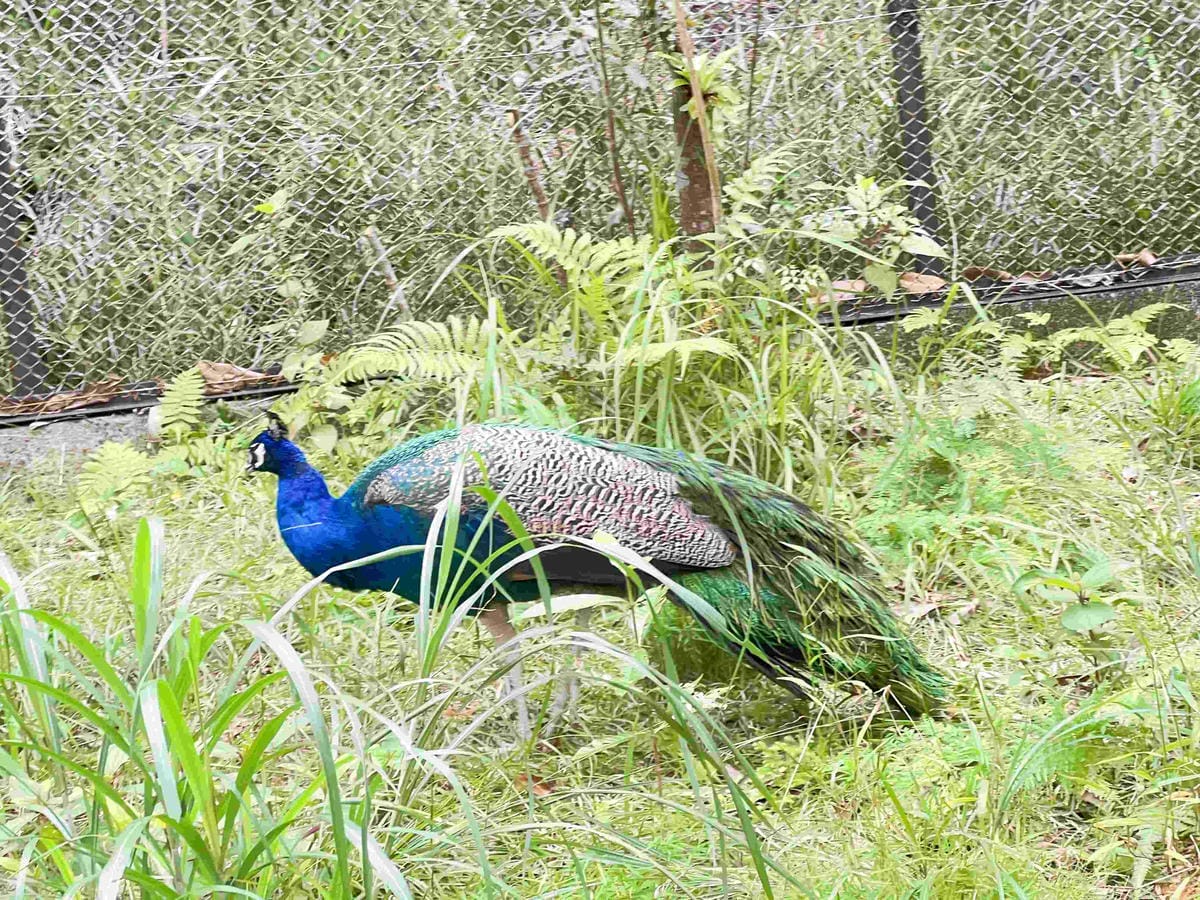 WORLD KING日本上網卡E-SIM (65).jpg