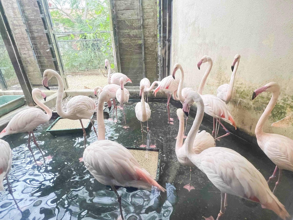 WORLD KING日本上網卡E-SIM (67).jpg