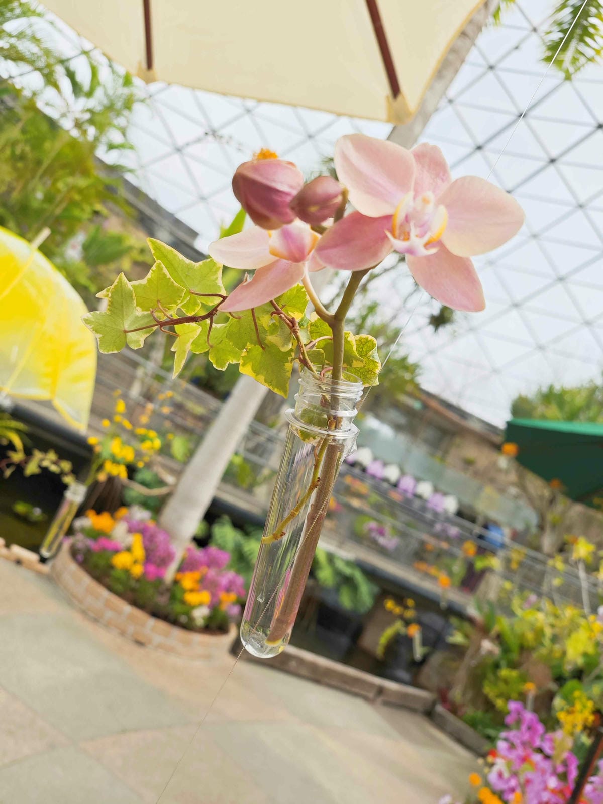 鳥取花回廊 (31).jpg 鳥取花回廊 (31).jpg