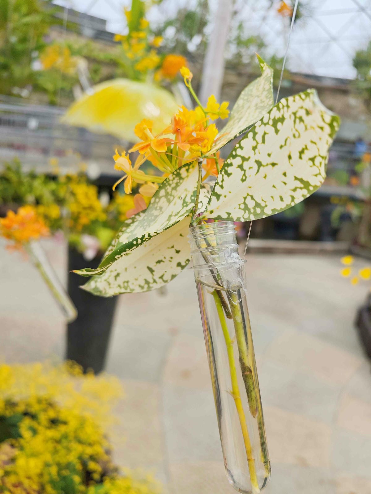 鳥取花回廊 (30).jpg 鳥取花回廊 (30).jpg