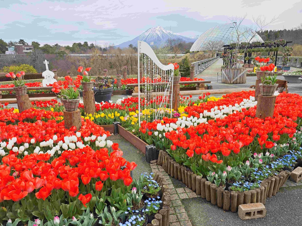 鳥取花回廊 (18).jpg 鳥取花回廊 (18).jpg