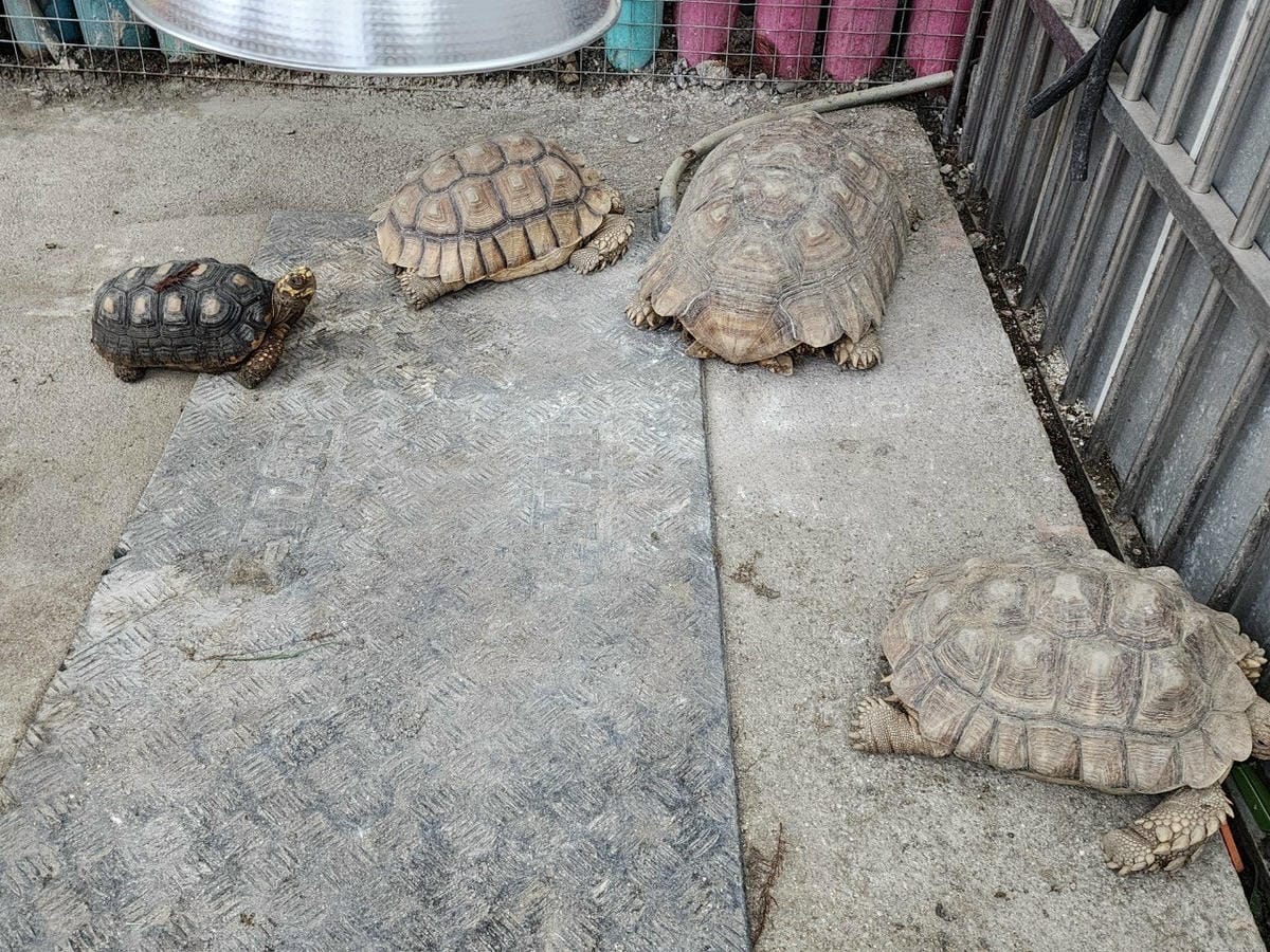洄瀾灣親子動物園區 (53).jpg 洄瀾灣親子動物園區 (53).jpg