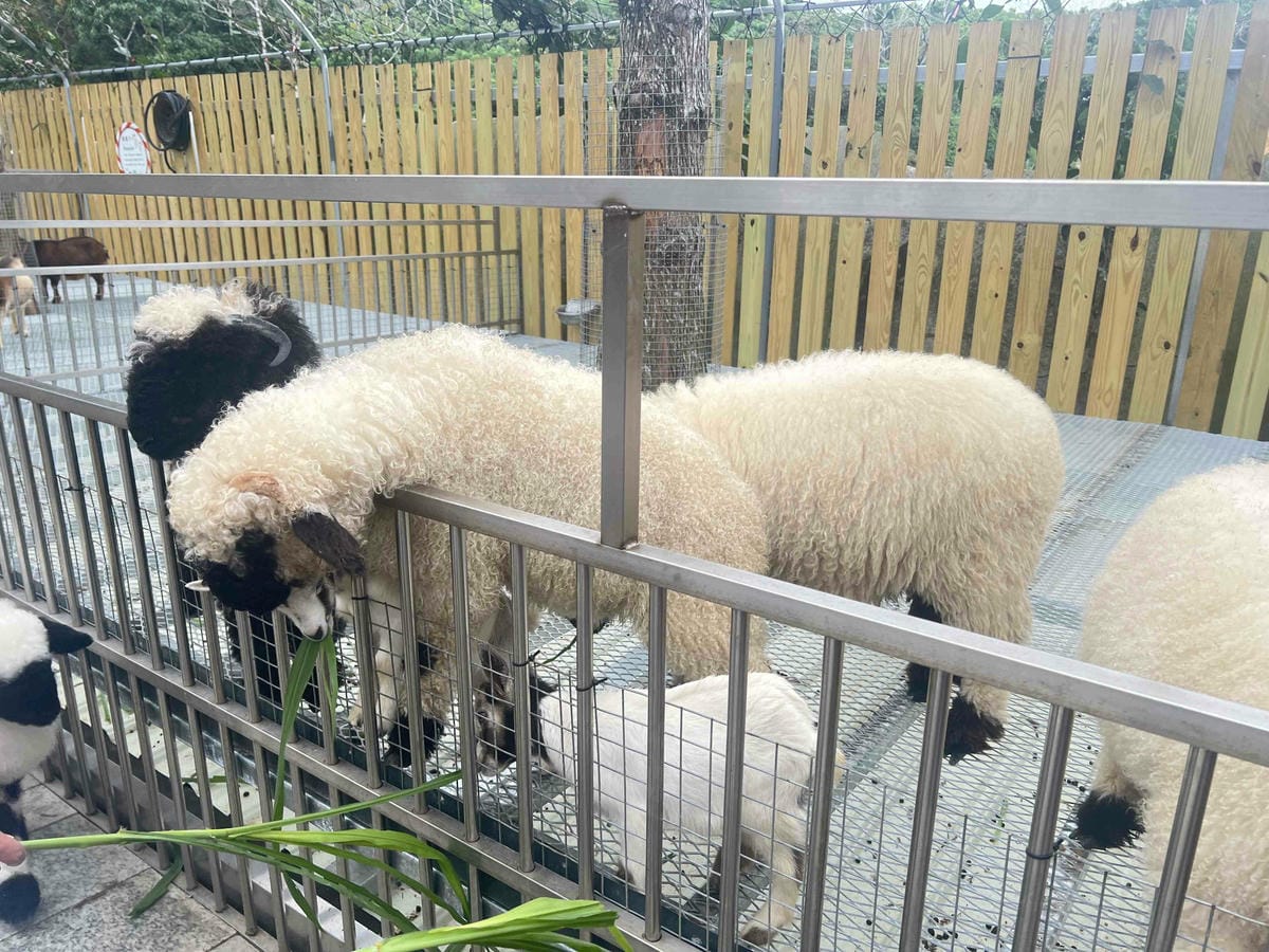 洄瀾灣親子動物園區 (20).jpg 洄瀾灣親子動物園區 (20).jpg