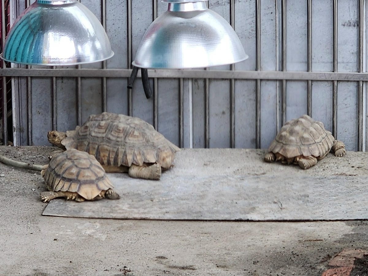 洄瀾灣親子動物園區 (29).jpg 洄瀾灣親子動物園區 (29).jpg