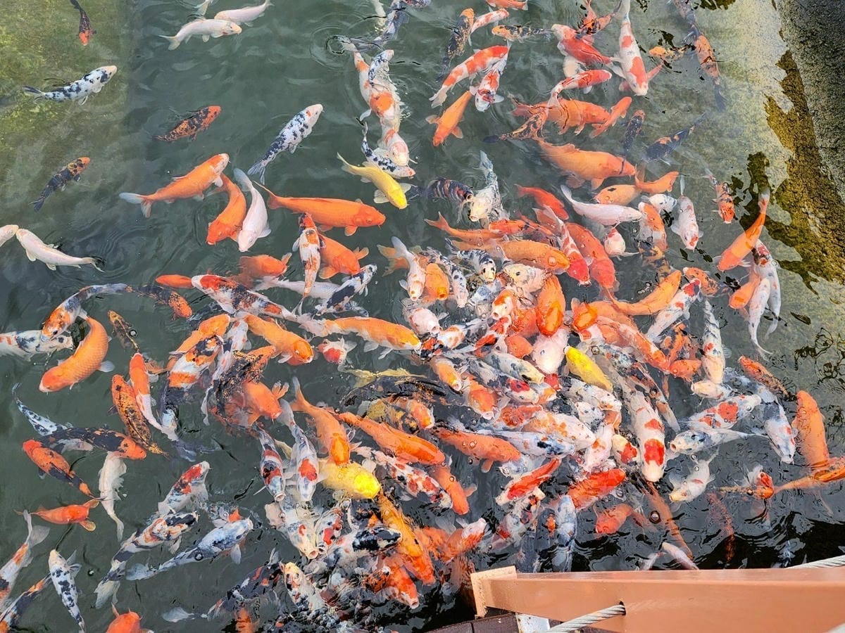 洄瀾灣親子動物園區 (66).jpg 洄瀾灣親子動物園區 (66).jpg