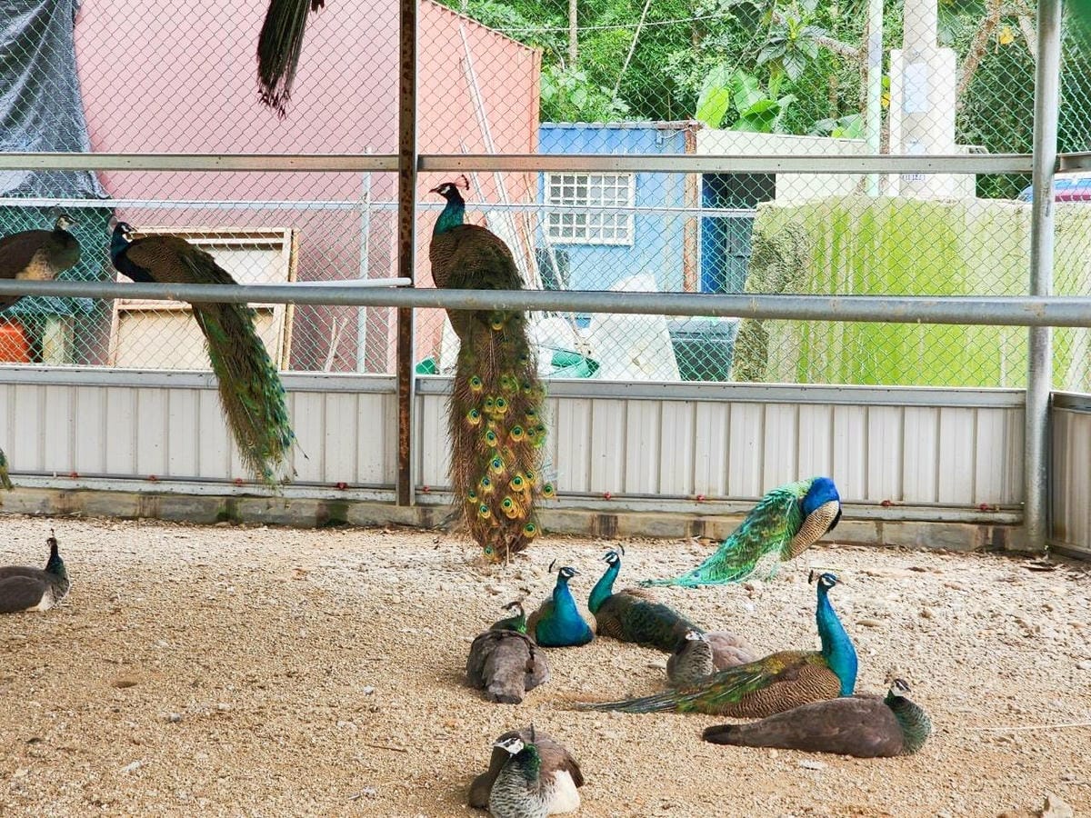 洄瀾灣親子動物園區 (75).jpg 洄瀾灣親子動物園區 (75).jpg