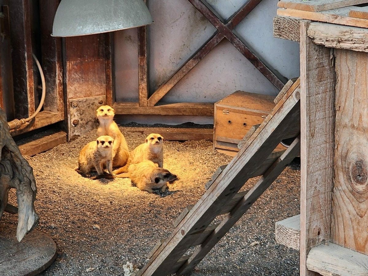 洄瀾灣親子動物園區 (91).jpg 洄瀾灣親子動物園區 (91).jpg