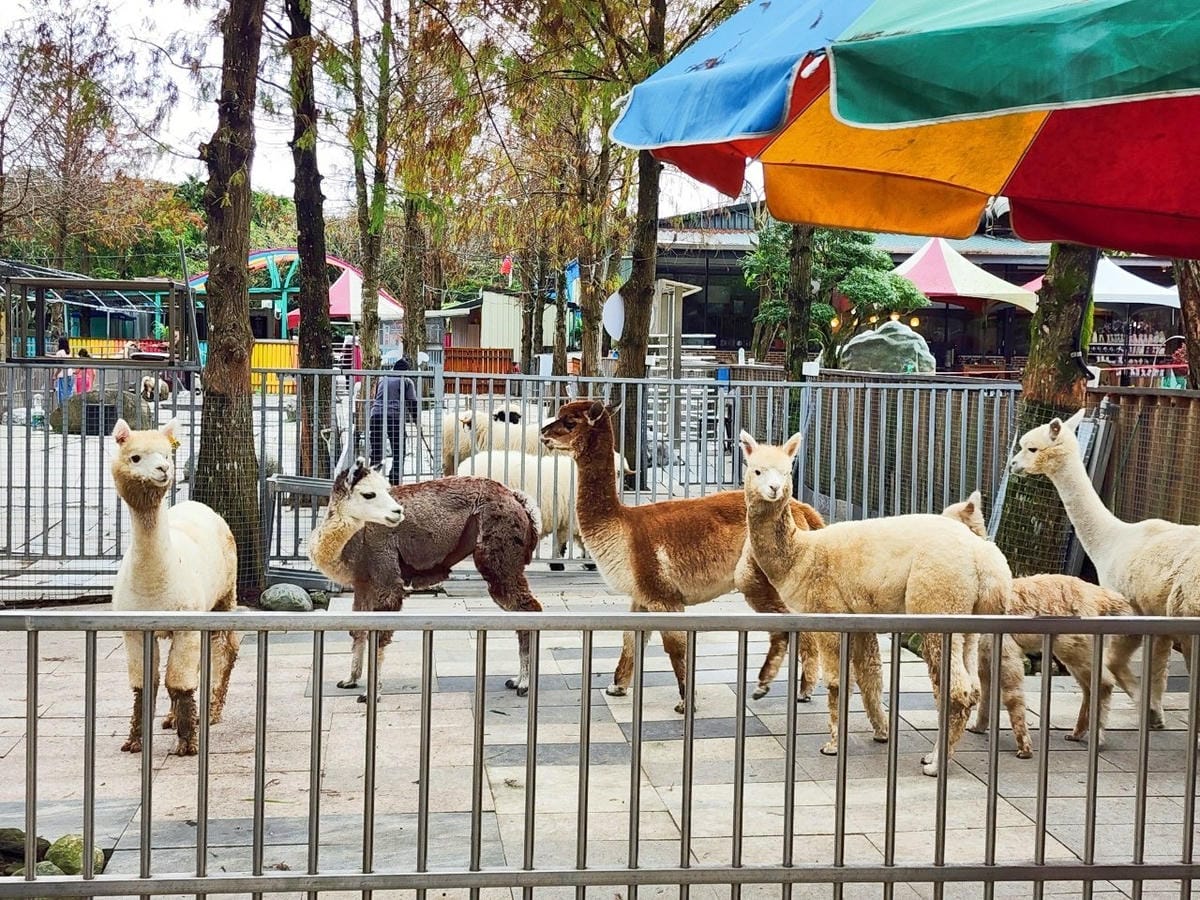 洄瀾灣親子動物園區 (40).jpg 洄瀾灣親子動物園區 (40).jpg