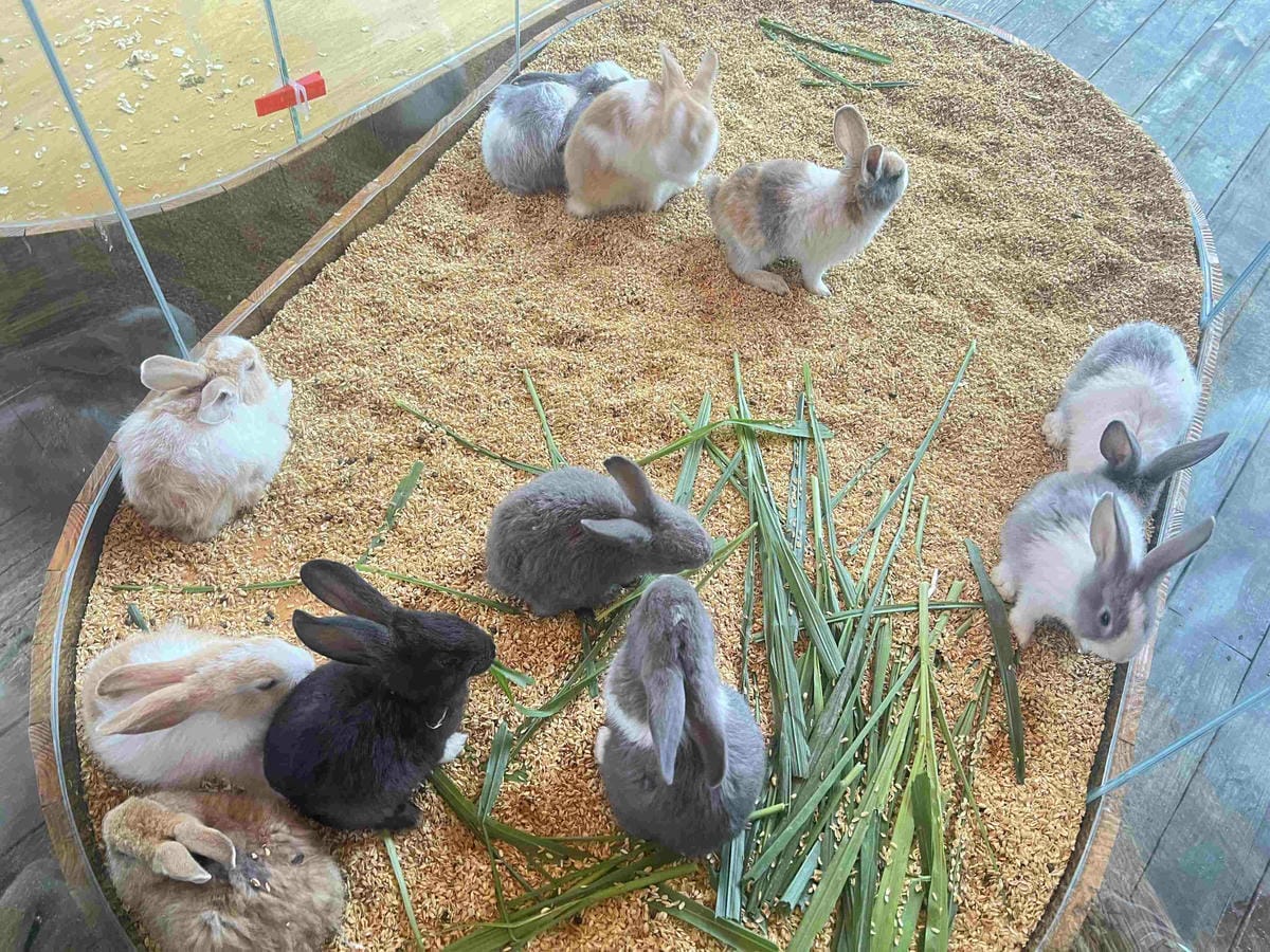 洄瀾灣親子動物園區 (22).jpg 洄瀾灣親子動物園區 (22).jpg