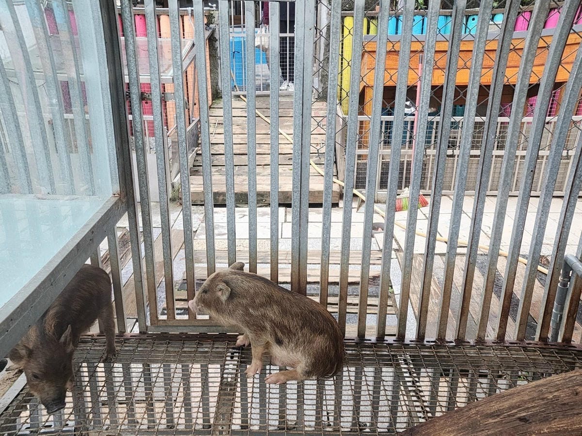 洄瀾灣親子動物園區 (52).jpg 洄瀾灣親子動物園區 (52).jpg