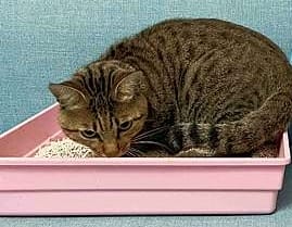 超吸⽔無粉塵⾖腐砂推薦_喵趣Maoch (47).jpg 超吸⽔無粉塵⾖腐砂推薦_喵趣Maoch (47).jpg