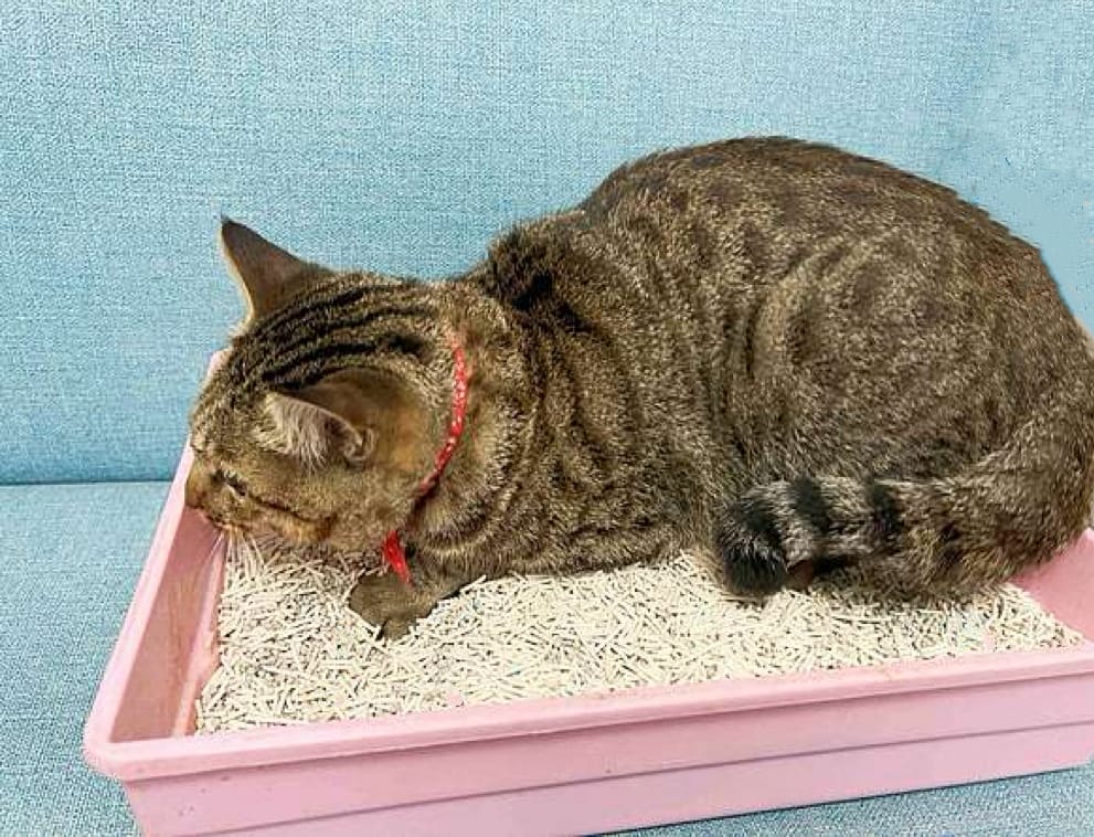 超吸⽔無粉塵⾖腐砂推薦_喵趣Maoch (54).jpg 超吸⽔無粉塵⾖腐砂推薦_喵趣Maoch (54).jpg