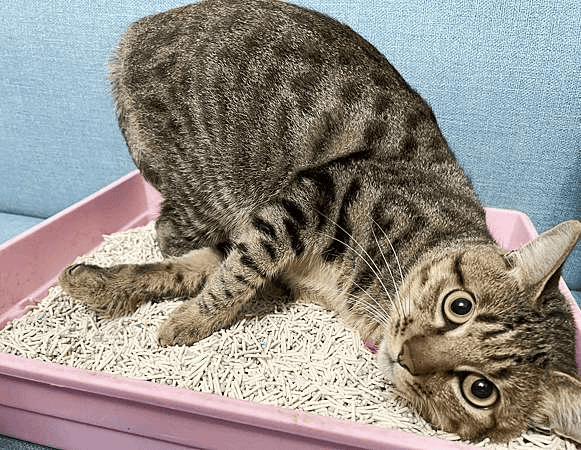 超吸⽔無粉塵⾖腐砂推薦_喵趣Maoch (1).png 超吸⽔無粉塵⾖腐砂推薦_喵趣Maoch (1).png