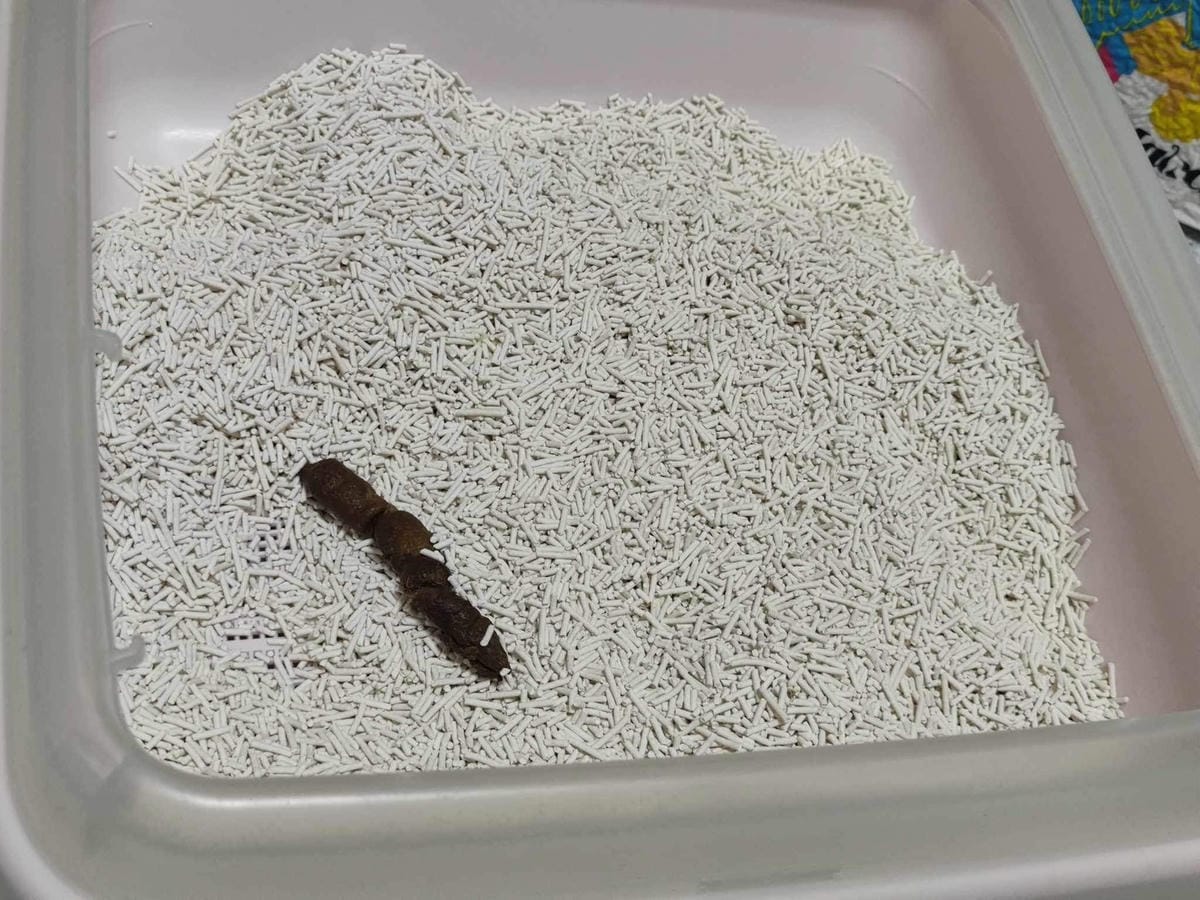 超吸⽔無粉塵⾖腐砂推薦_喵趣Maoch (60).jpg 超吸⽔無粉塵⾖腐砂推薦_喵趣Maoch (60).jpg