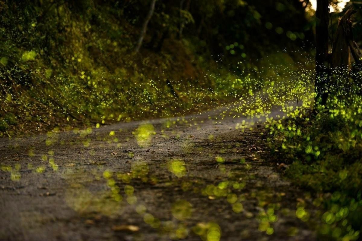 2024火金姑的故鄉小礁溪 (3).jpg 2024火金姑的故鄉小礁溪 (3).jpg