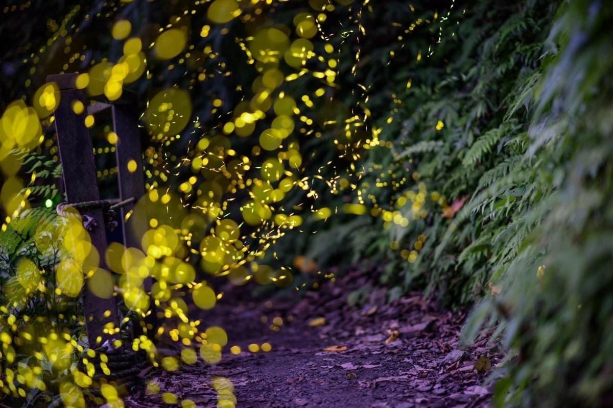 2024火金姑的故鄉小礁溪 (4).jpg 2024火金姑的故鄉小礁溪 (4).jpg