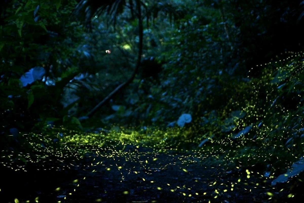 2024火金姑的故鄉小礁溪 (2).jpg 2024火金姑的故鄉小礁溪 (2).jpg