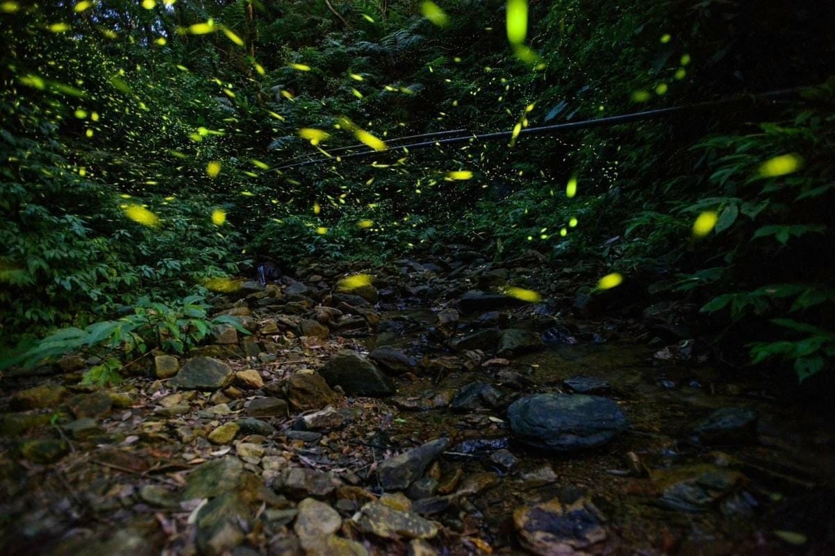 2024火金姑的故鄉小礁溪 (1).jpg 2024火金姑的故鄉小礁溪 (1).jpg