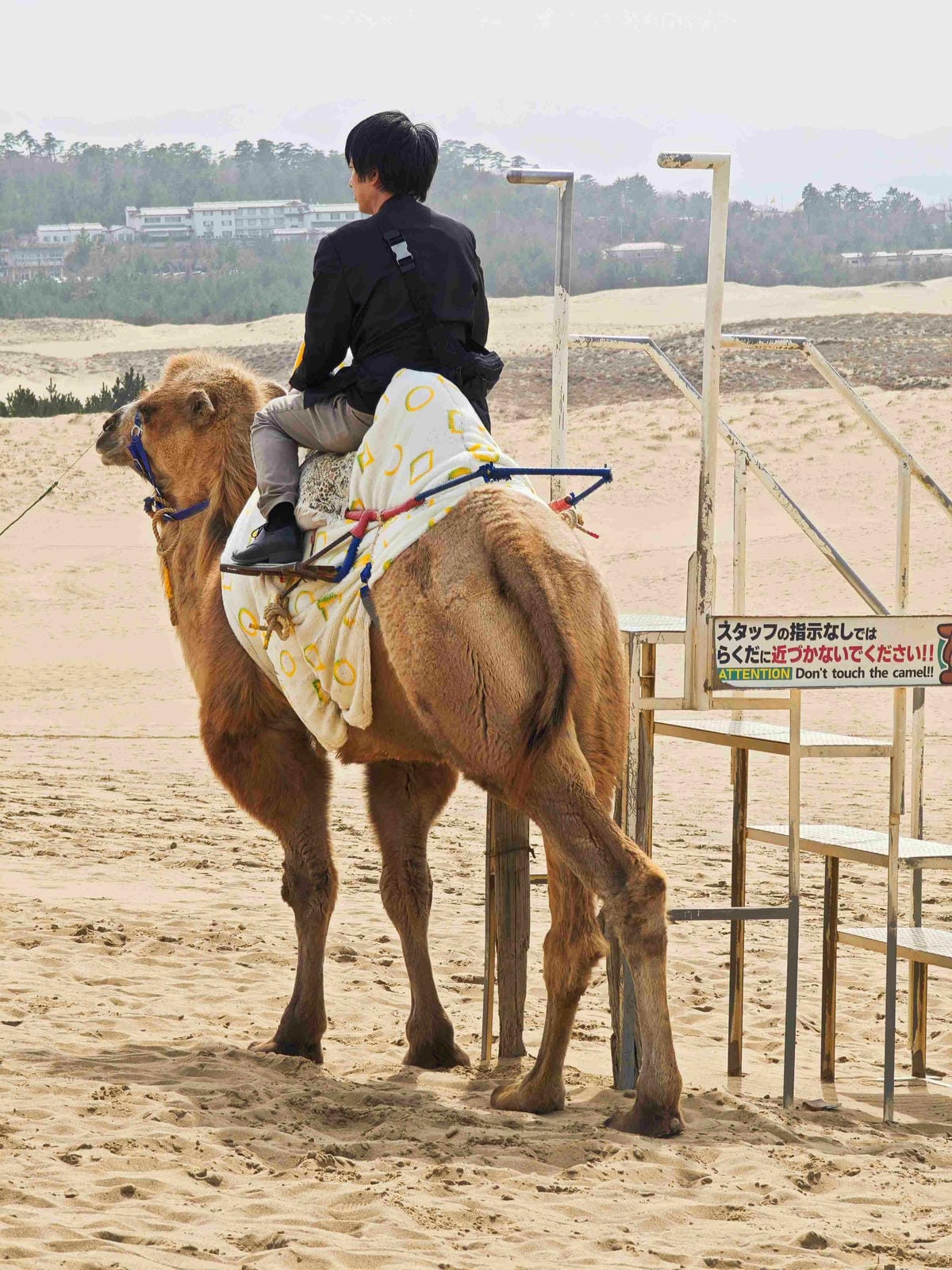 鳥取砂丘 (43).jpg