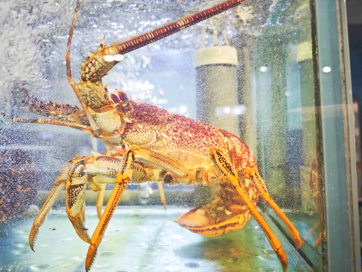 新三興嚐鮮主理 (15)_副本.jpg 新三興嚐鮮主理 (15)_副本.jpg