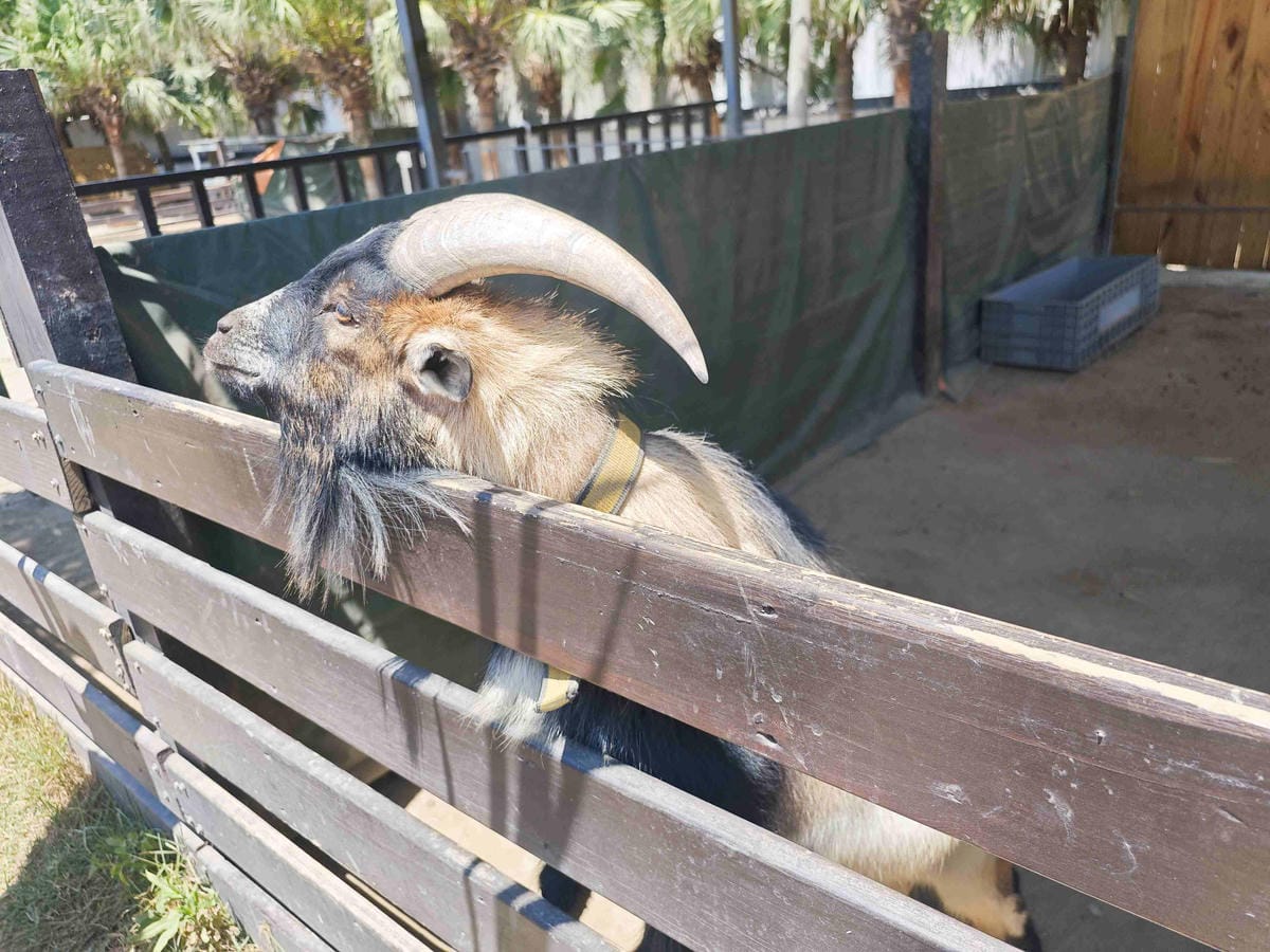 癈物媽媽育兒農場 (8).jpg 癈物媽媽育兒農場 (8).jpg
