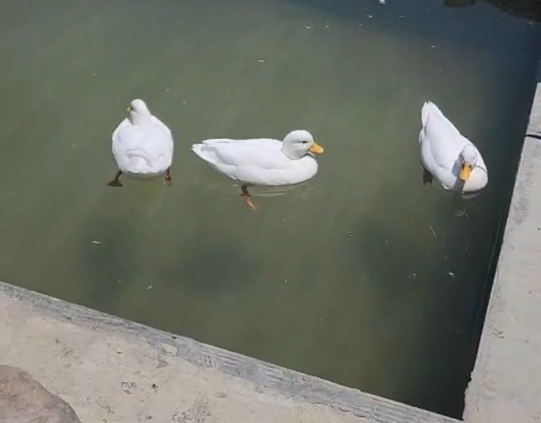 癈物媽媽育兒農場 (80).jpg 癈物媽媽育兒農場 (80).jpg