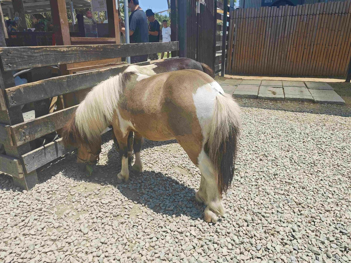 癈物媽媽育兒農場 (16).jpg 癈物媽媽育兒農場 (16).jpg