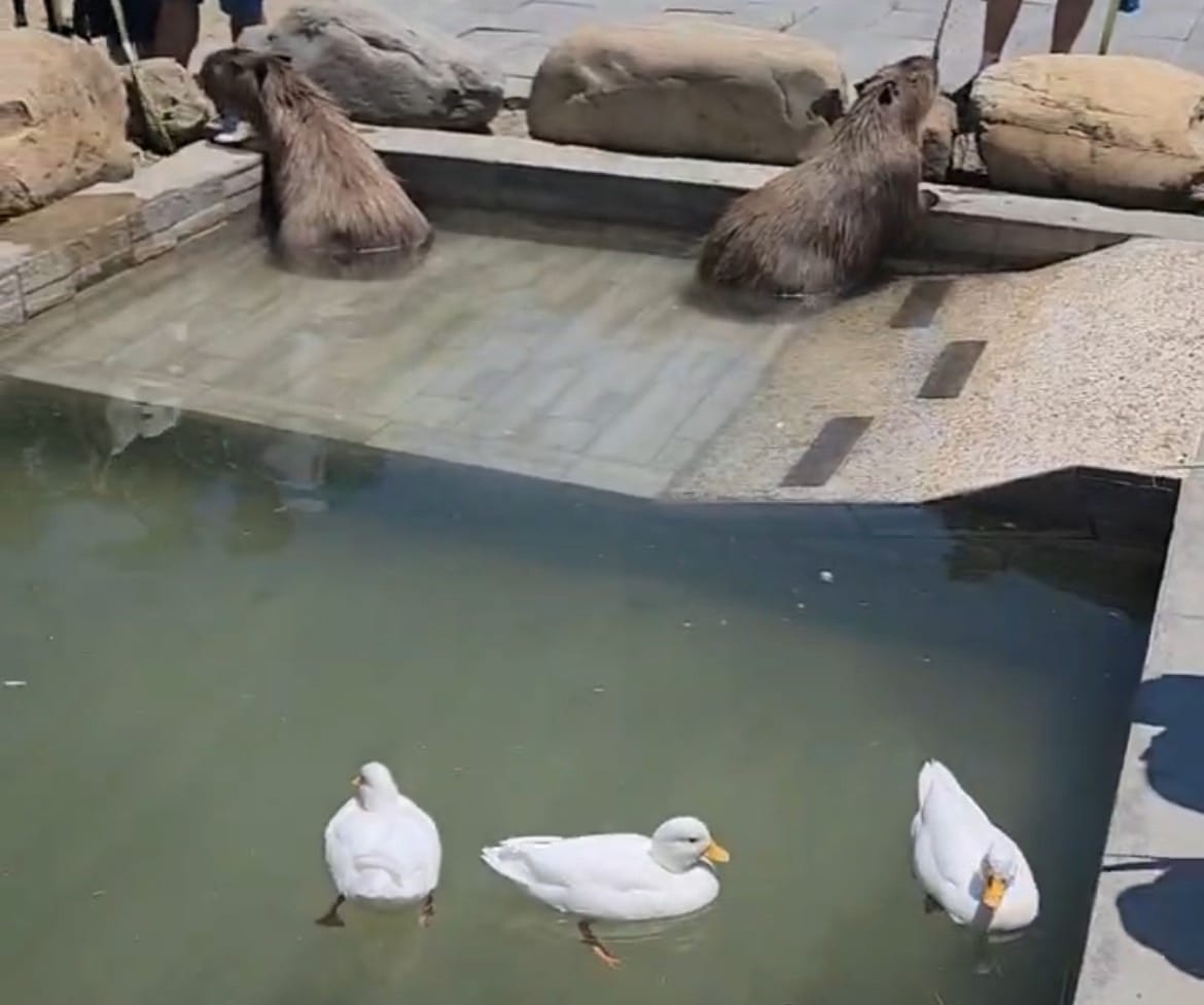 癈物媽媽育兒農場 (79).jpg 癈物媽媽育兒農場 (79).jpg