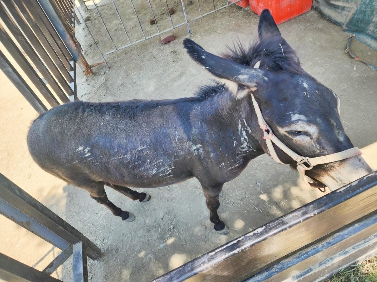 癈物媽媽育兒農場 (46).jpg 癈物媽媽育兒農場 (46).jpg