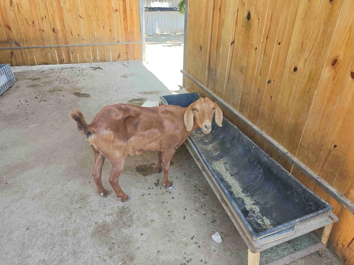 癈物媽媽育兒農場 (9).jpg 癈物媽媽育兒農場 (9).jpg