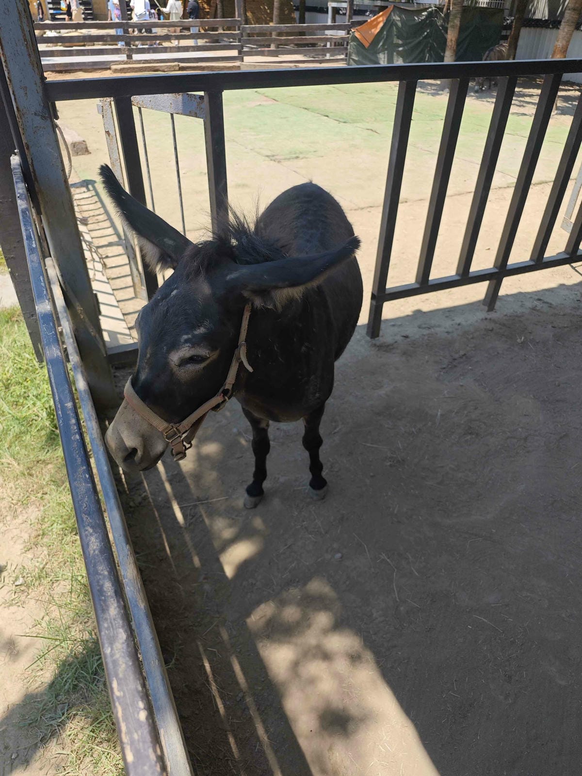 癈物媽媽育兒農場 (11).jpg 癈物媽媽育兒農場 (11).jpg