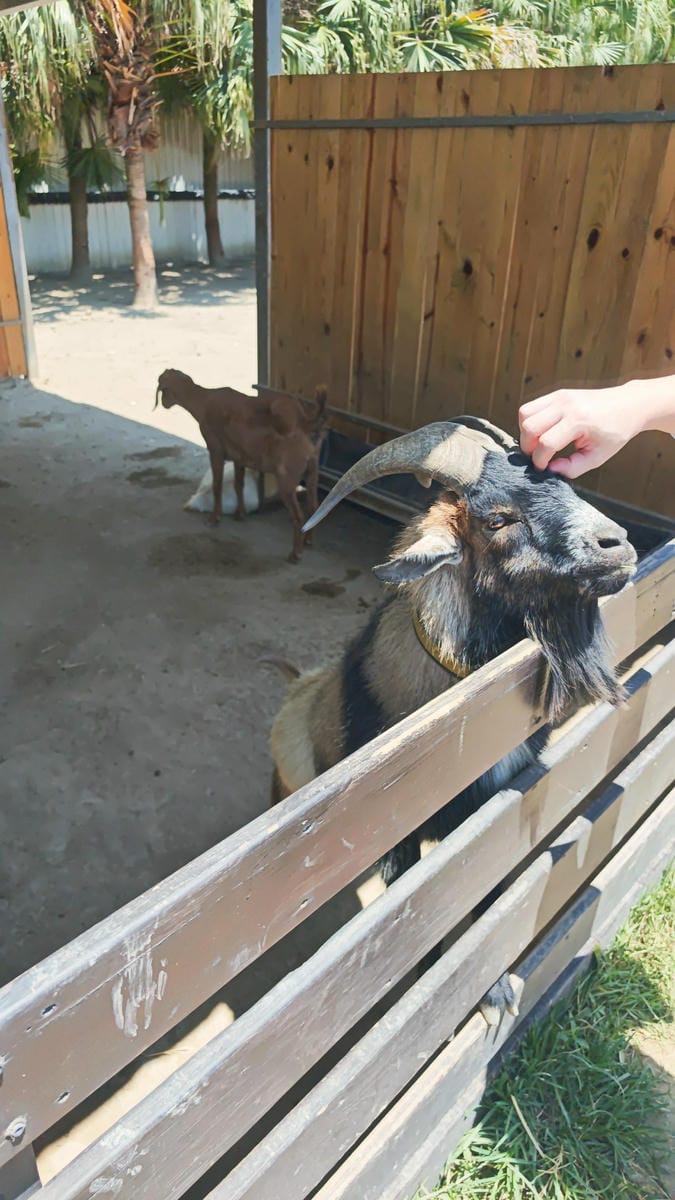 癈物媽媽育兒農場 (10).jpg 癈物媽媽育兒農場 (10).jpg