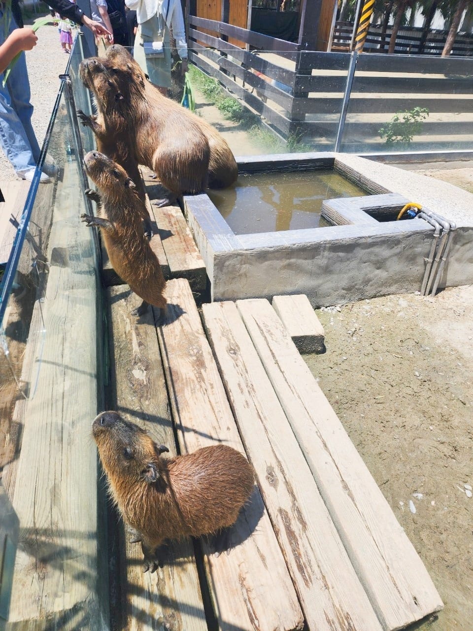 癈物媽媽育兒農場 (54).jpg 癈物媽媽育兒農場 (54).jpg