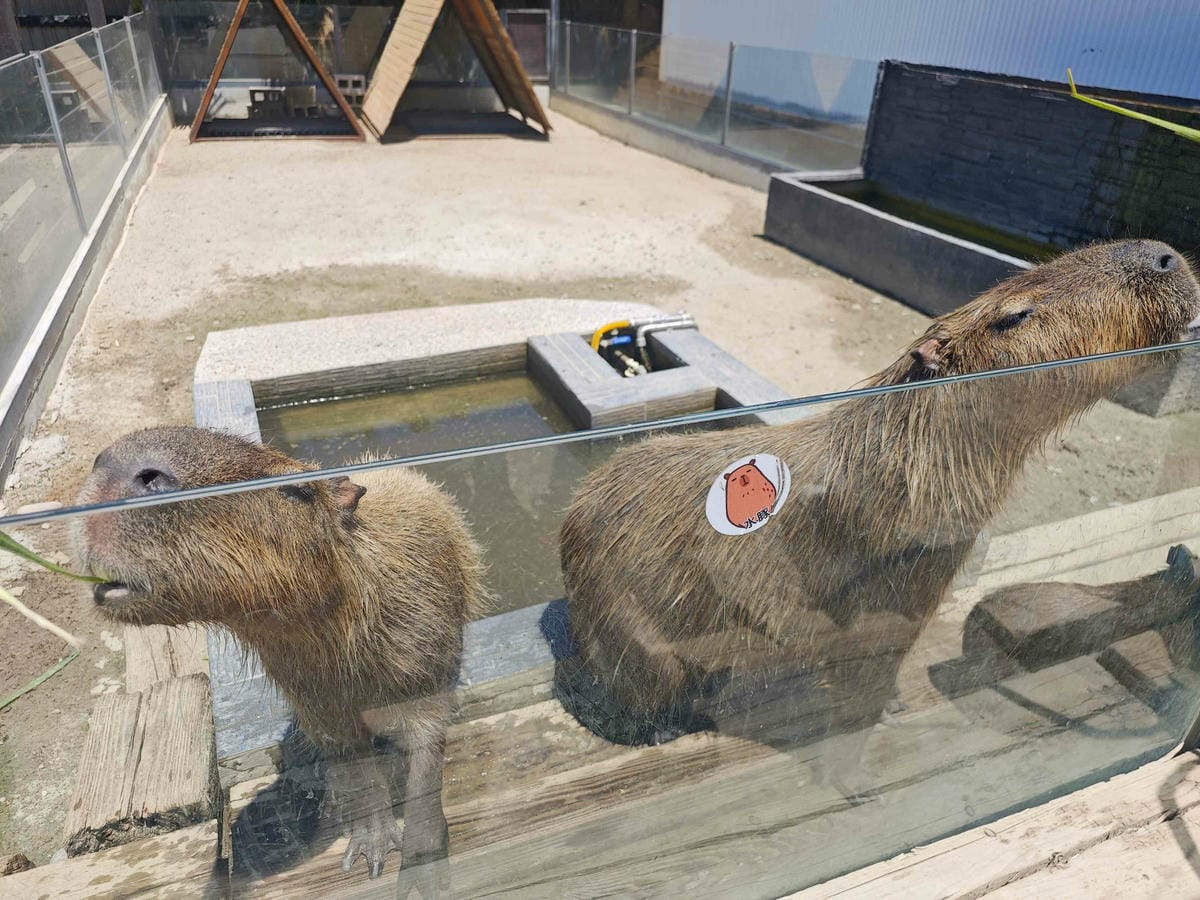 癈物媽媽育兒農場 (6).jpg 癈物媽媽育兒農場 (6).jpg